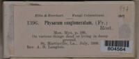 Physarum conglomeratum image